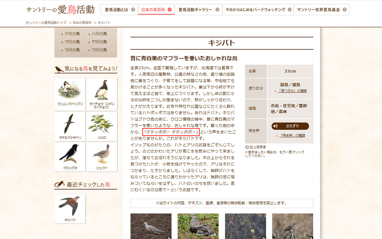 日本の鳥百科キジバト